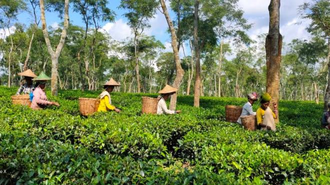 Indigenous Peoples' Day Tea, toil and a fading heritage