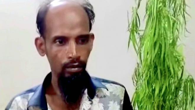 বাউফলে ফুলের টবে তিন গাঁজাগাছ, যুবক আটক