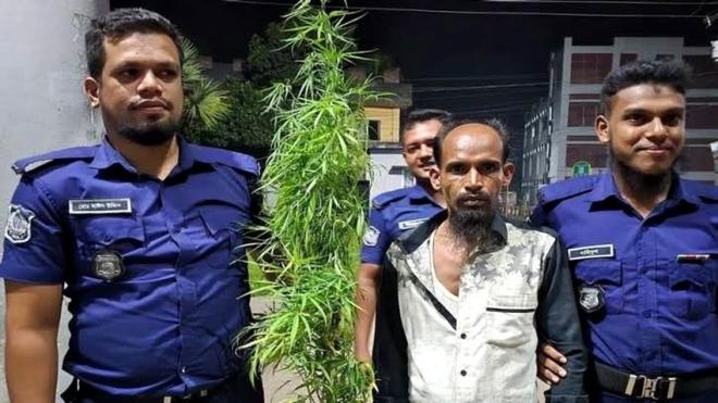বাউফলে ফুলের টবে তিন গাঁজাগাছ, যুবক আটক